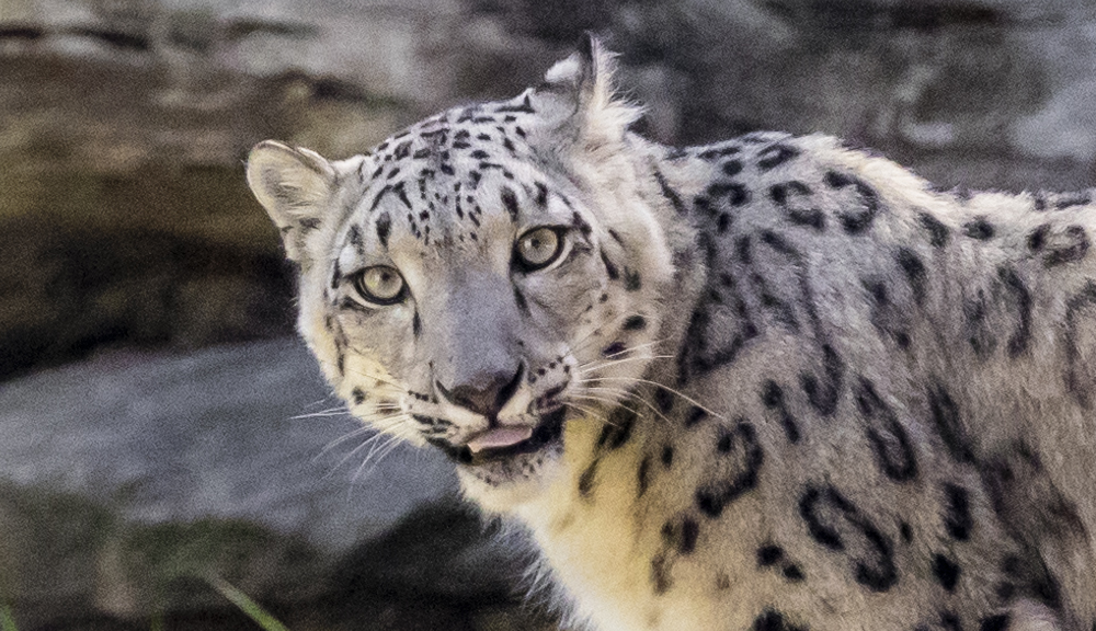 A Snow Leopard, looking left toward the camera, seen from her left.