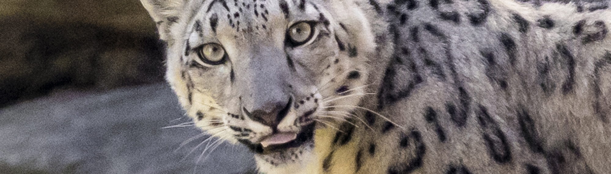 A Snow Leopard, looking left toward the camera, seen from her left.