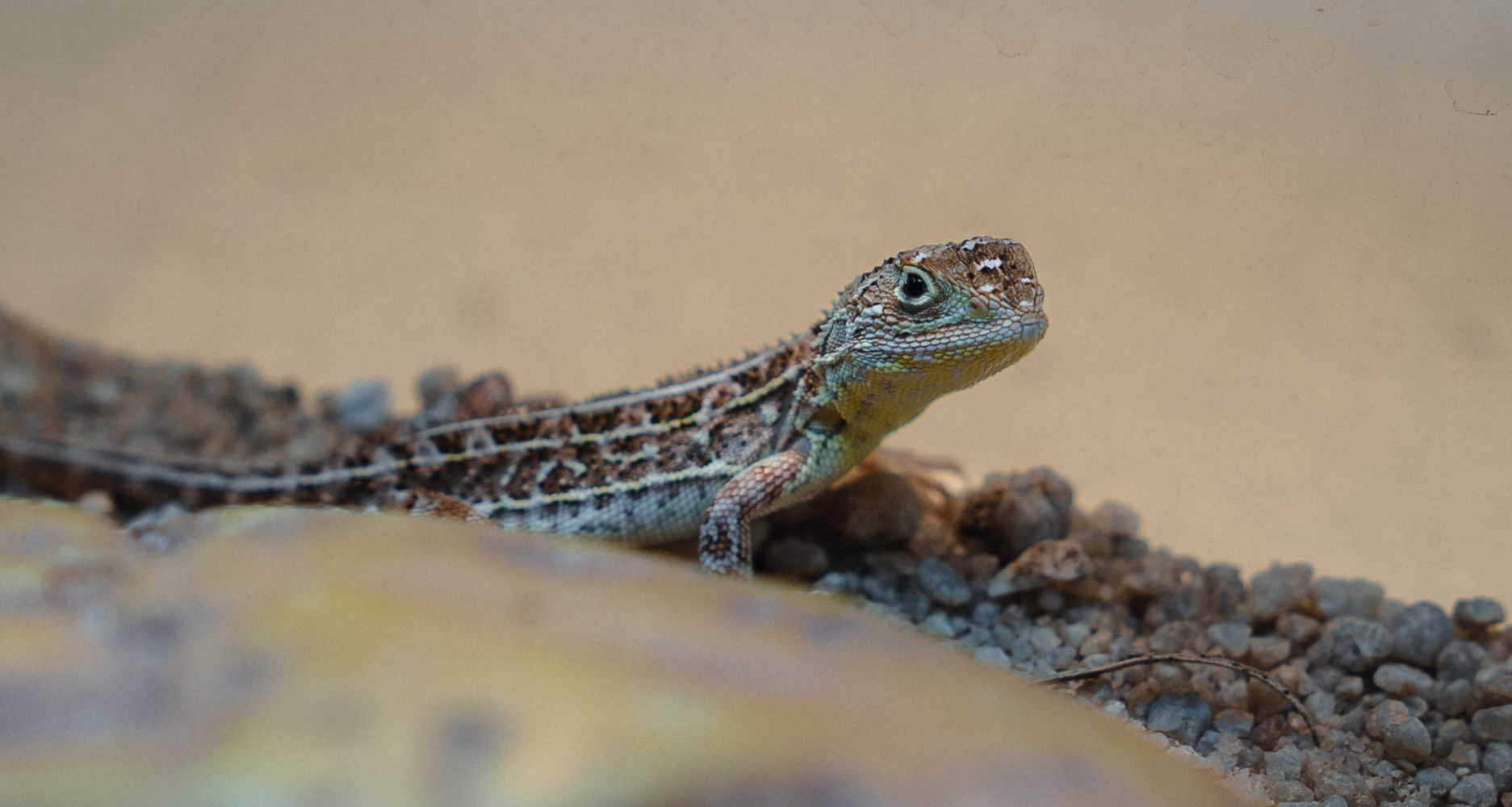 Victorian Grassland Earless Dragon