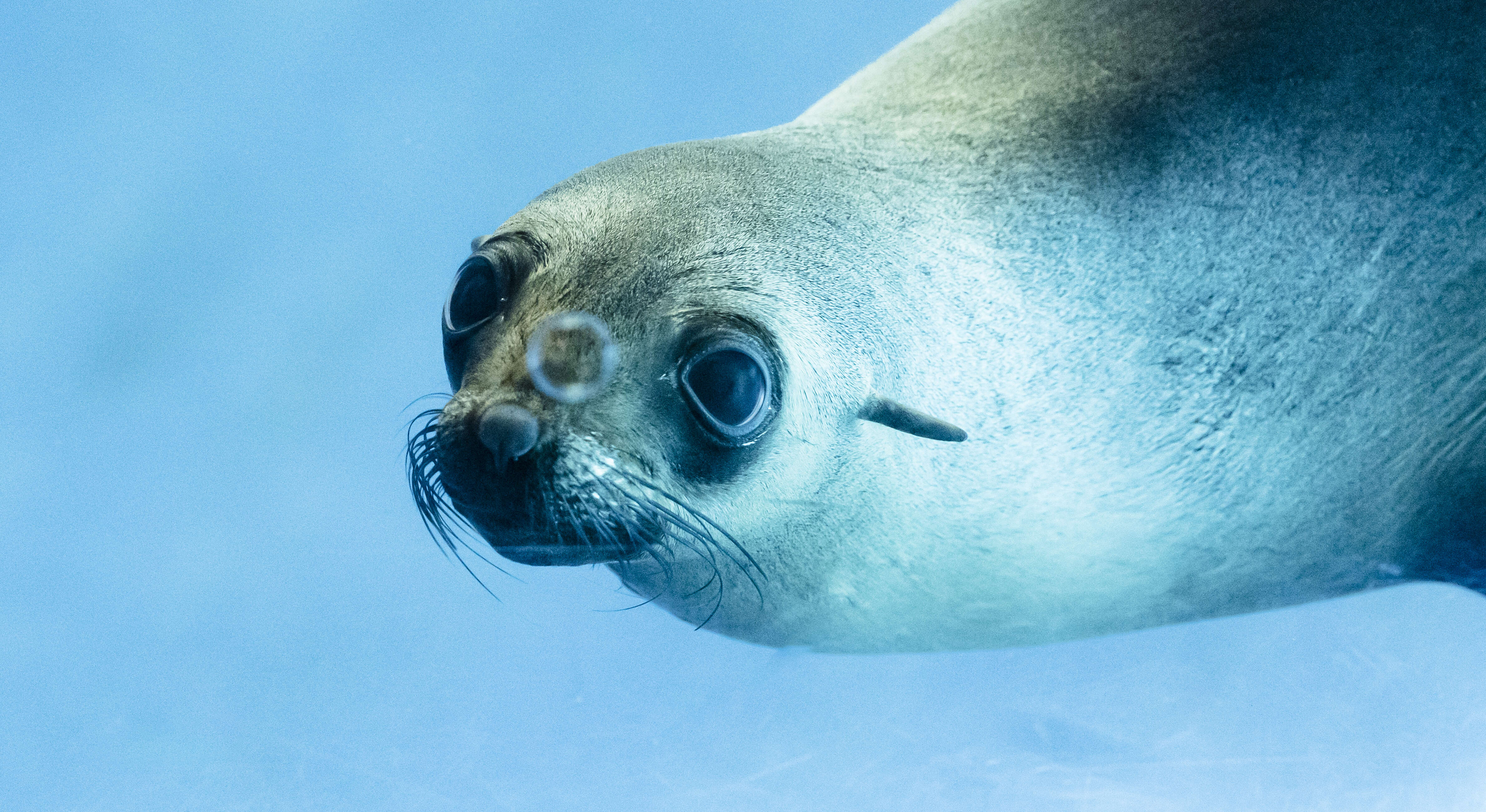 A Fur-Seal swimming left through blue water.