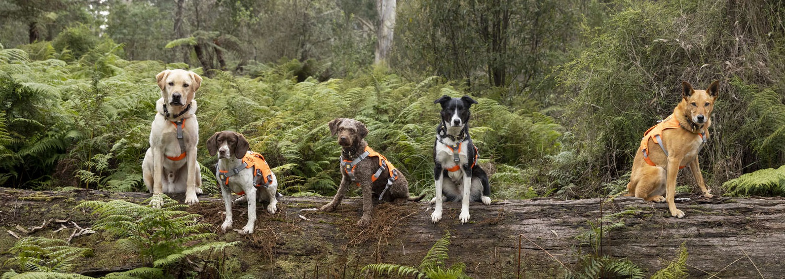 Five dogs in orange vests sitting on a long log staring at the camera with ferns in the background