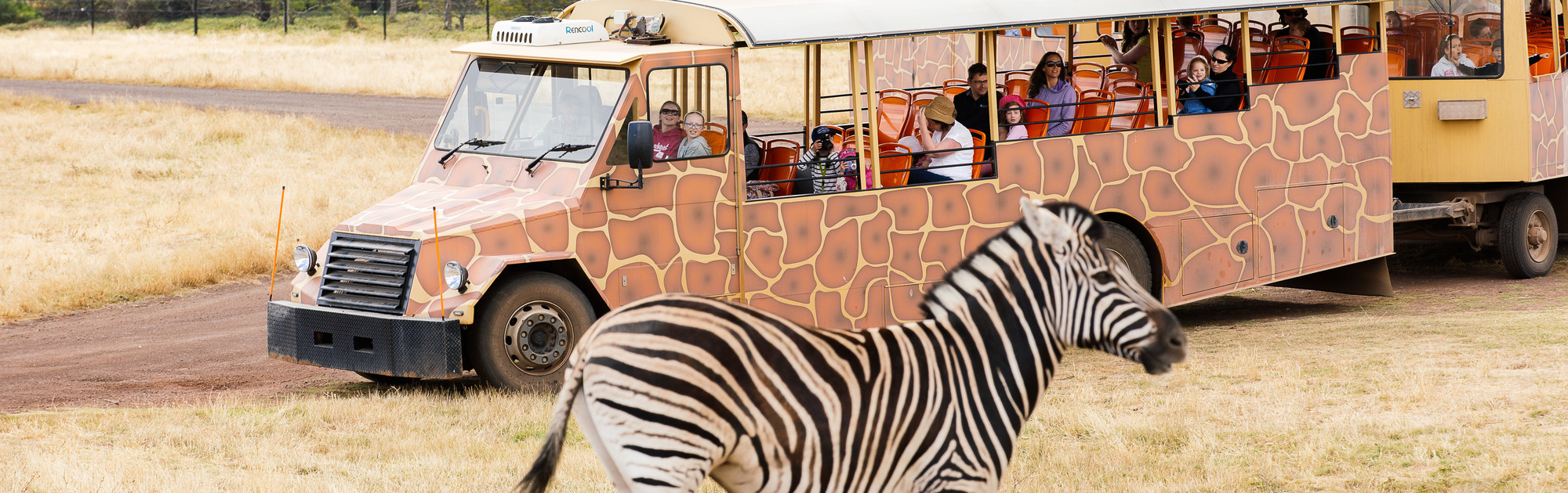 Visitors on a safari bus looking at a zebra on the Savannah at Werribee Open Range Zoo.