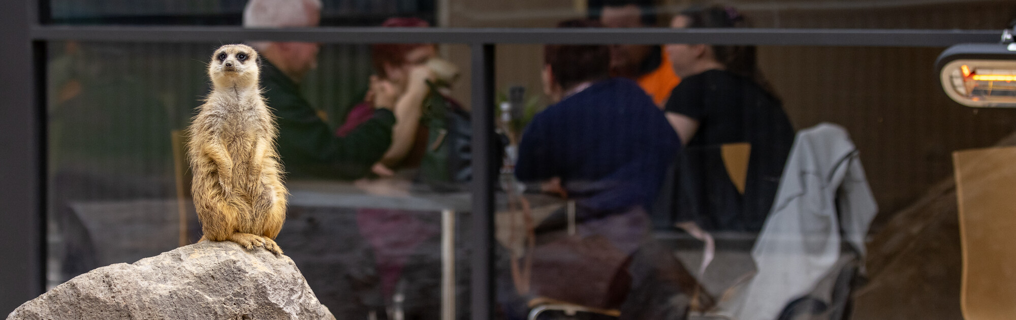 A Meerkat perched on a rock on the foreground, with a group of visitors around a café bench in the background.
