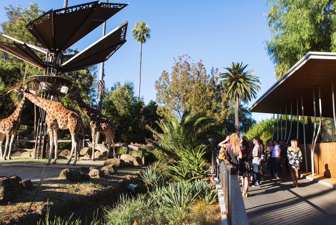 Visitors looking at giraffes at giraffe lookout