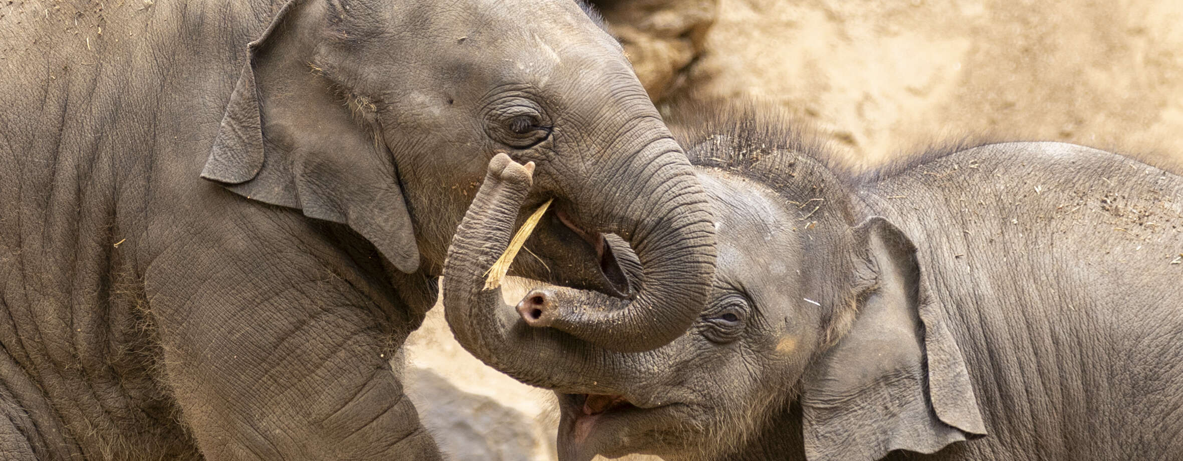 Two Asian Elephant calves linking trunks as they play in the sunshine.