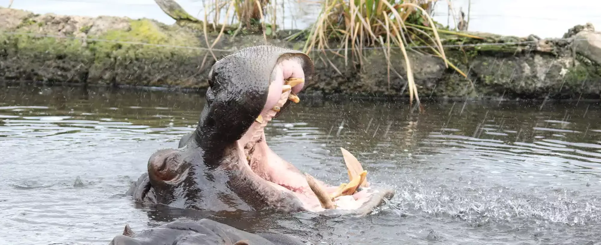 Hippo in water with head coming out of water. Mouth is wide open.
