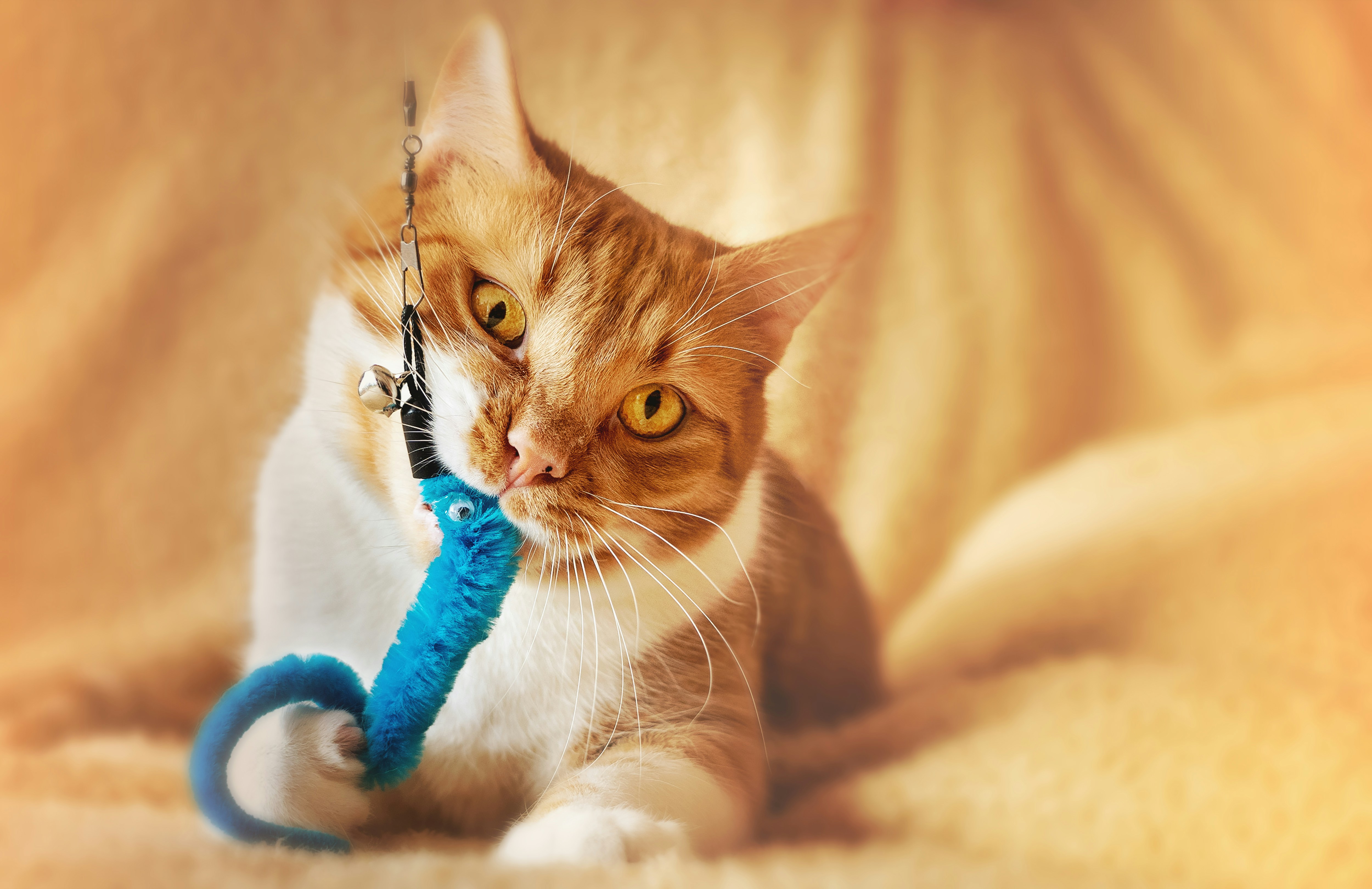 A ginger tabby cat, with head tilted left, holds a blue toy with their right paw and mouth, attached to a leash, on a light orange bedsheet.