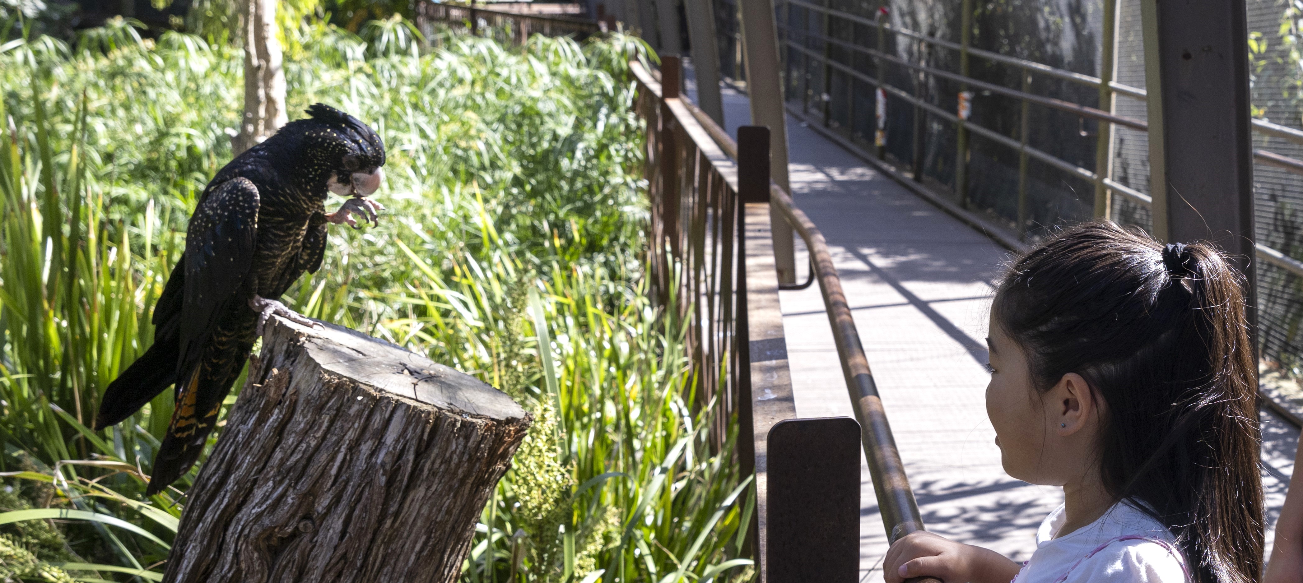 A young girl standing to the right of a Black Cockatoo who has a claw to their mouth.