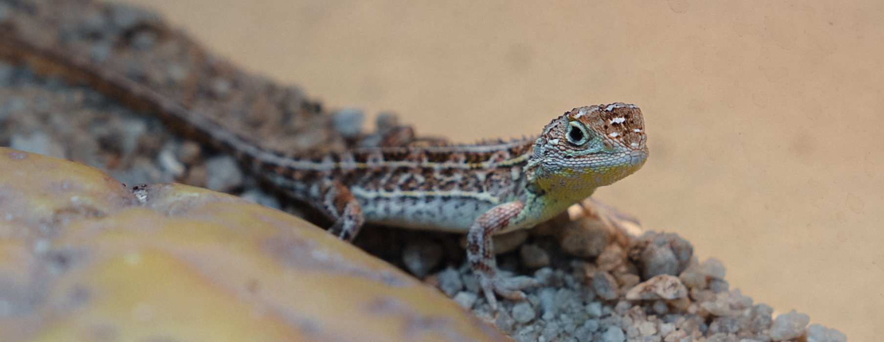 A Victorian Grassland Earless Dragon, facing right inside their enclosure.