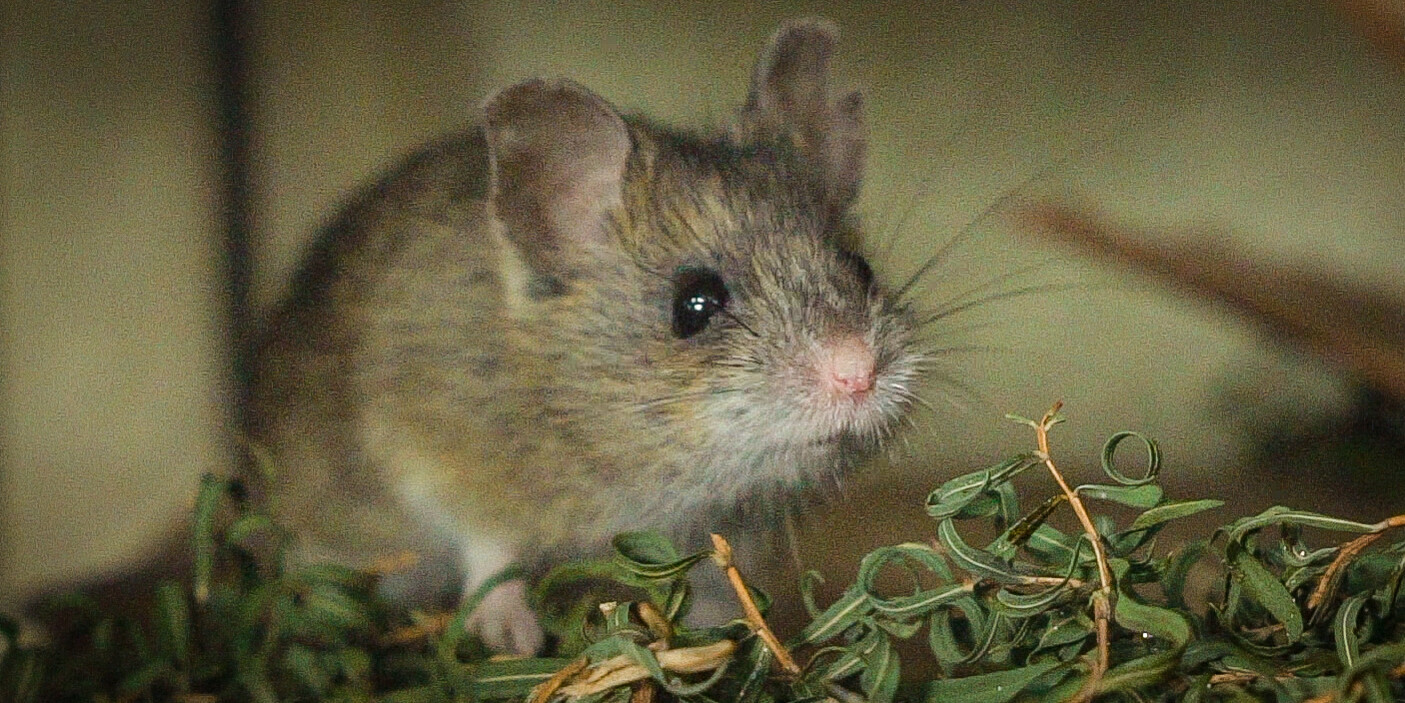 Pookila mouse staring at the camera with leaves at its feet