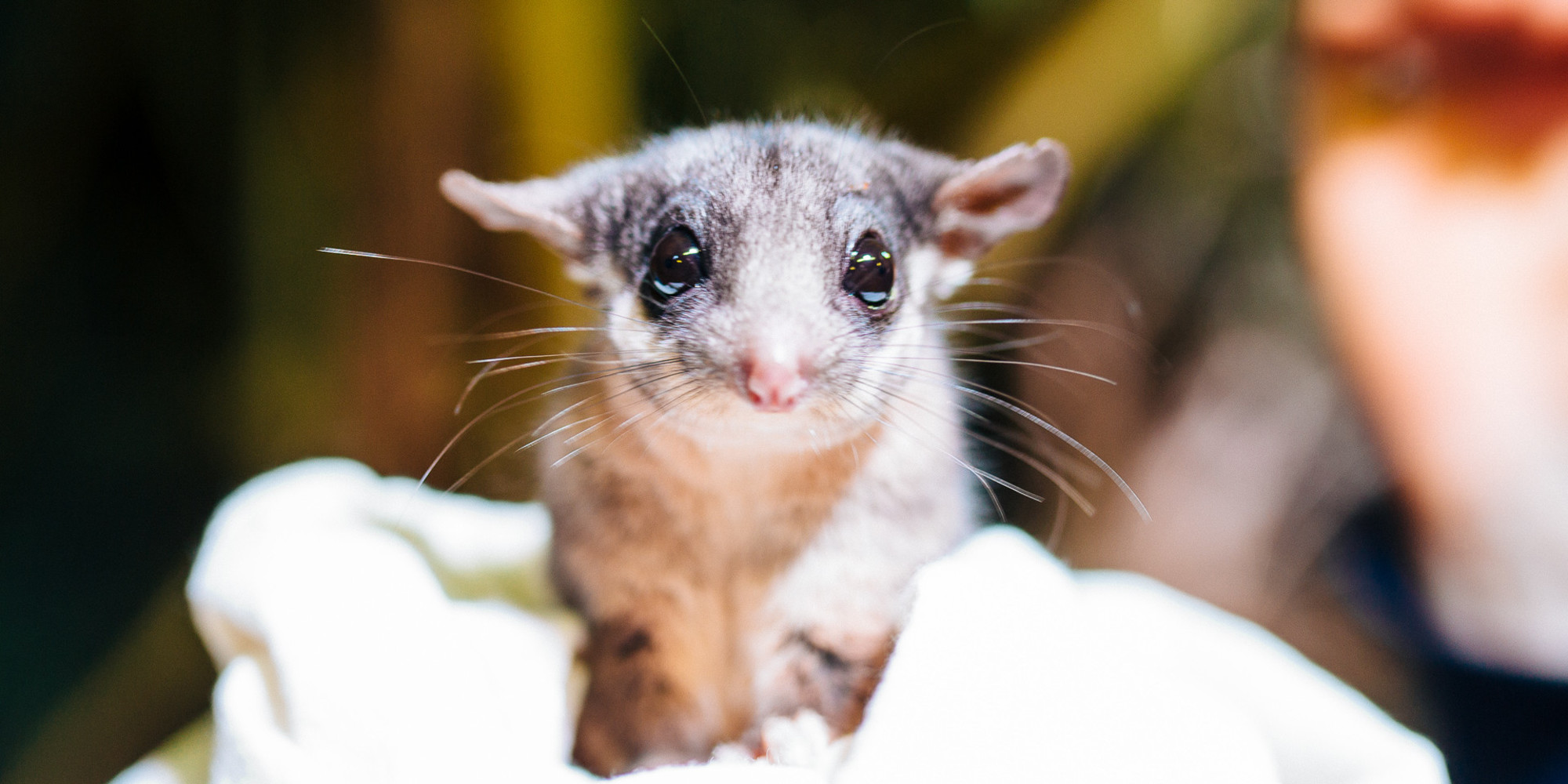 1215 Leadbeater S Possum Big Eyes Healesville Sanctuary