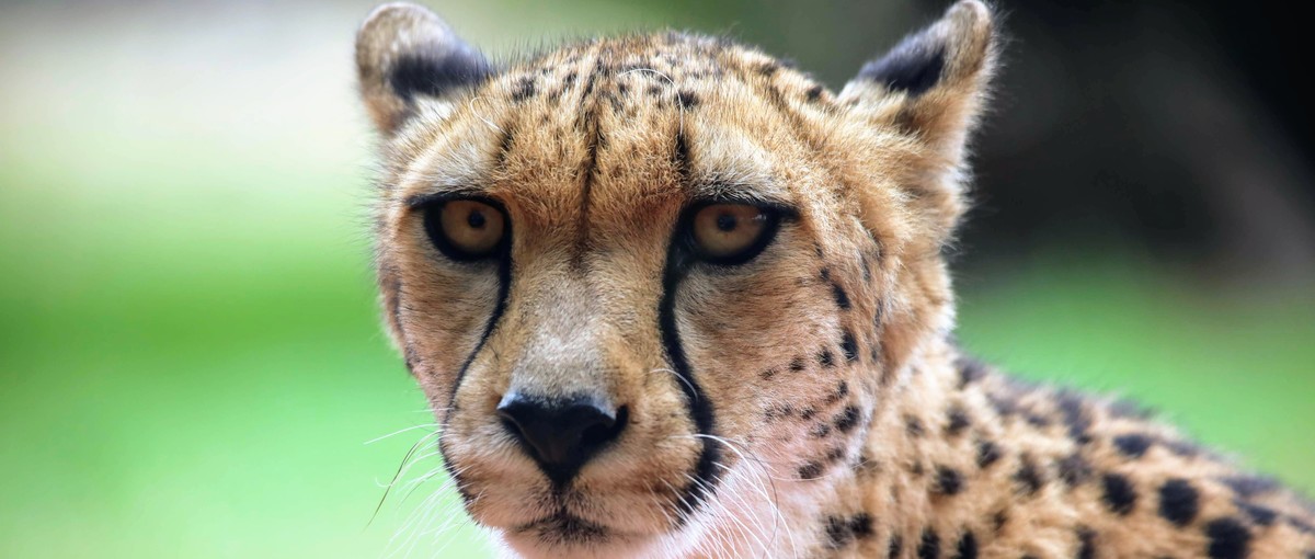 A yellow and black cheetah with large yellow eyes looking directly at the camera.