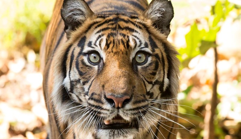 A Sumatran Tiger looking directly at the camera with its mouth slightly ajar