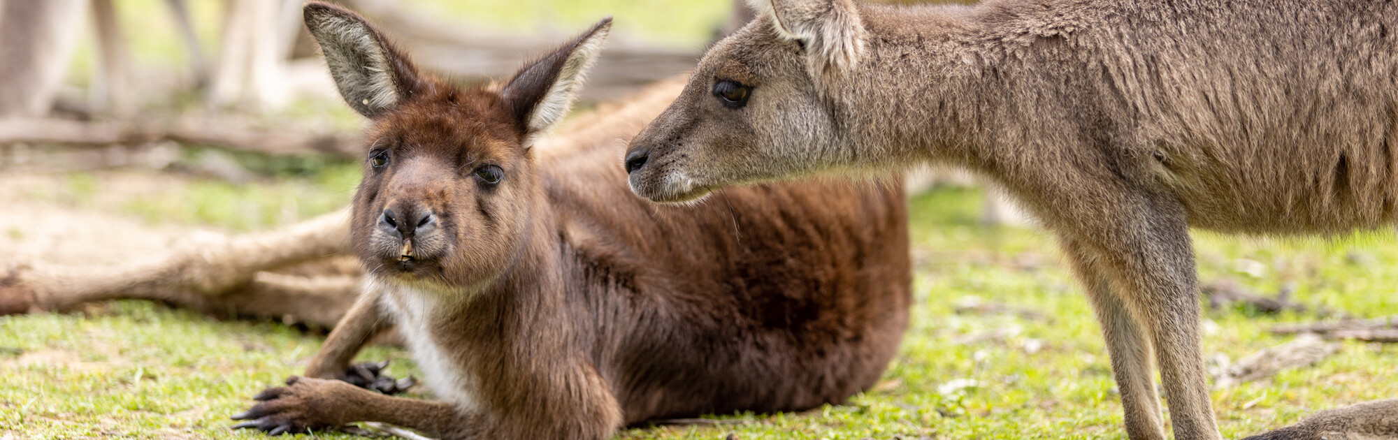 Two Kangaroos, with one lying down and facing the camera, another crouched down and facing left of frame.