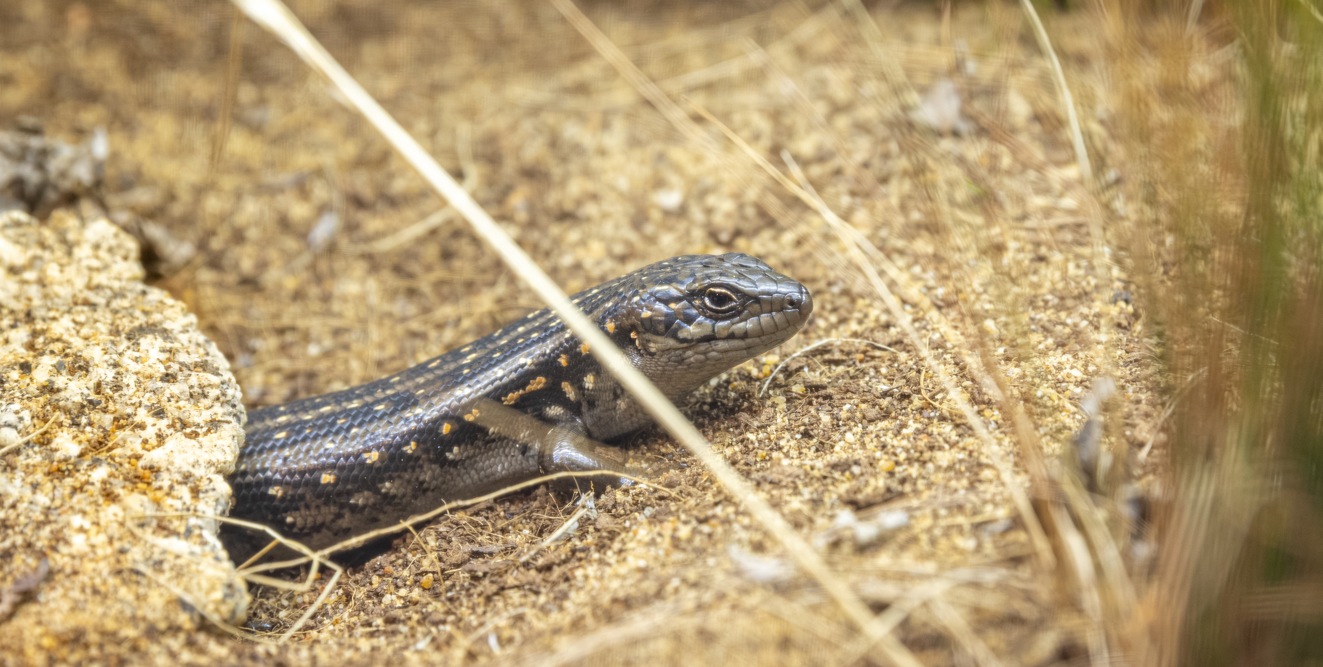 A Guthega Skink, sitting outside a borrow on yellow stones, seen from the right.