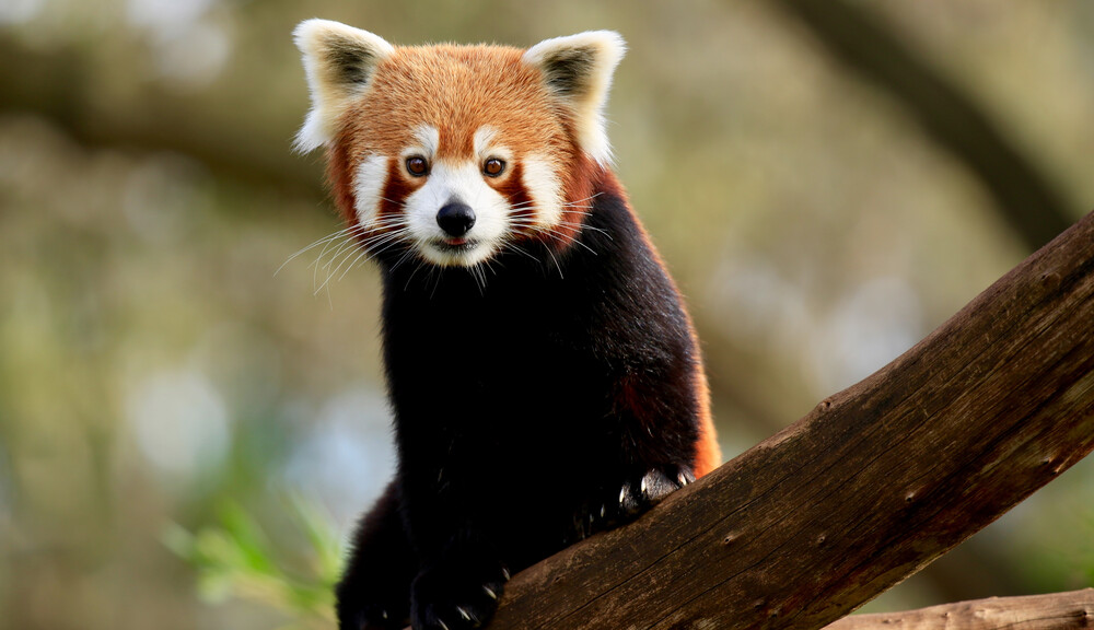10405 Red Panda Melbourne Zoo Red Panda Sitting On Branch Facing Camera R8a8786 1