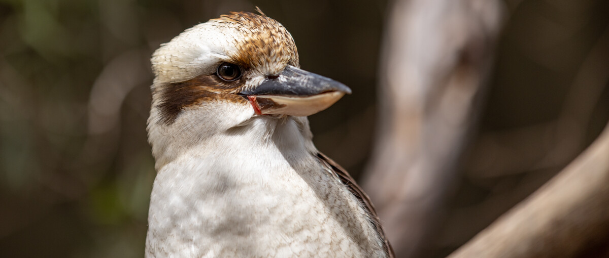 Kookaburra Sitting On Branch Looking Toward Right Of Frame