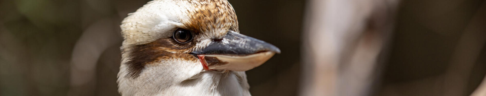 Kookaburra Sitting On Branch Looking Toward Right Of Frame