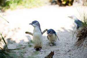 Two Little Penguins strutting across the sand of their exhibit.