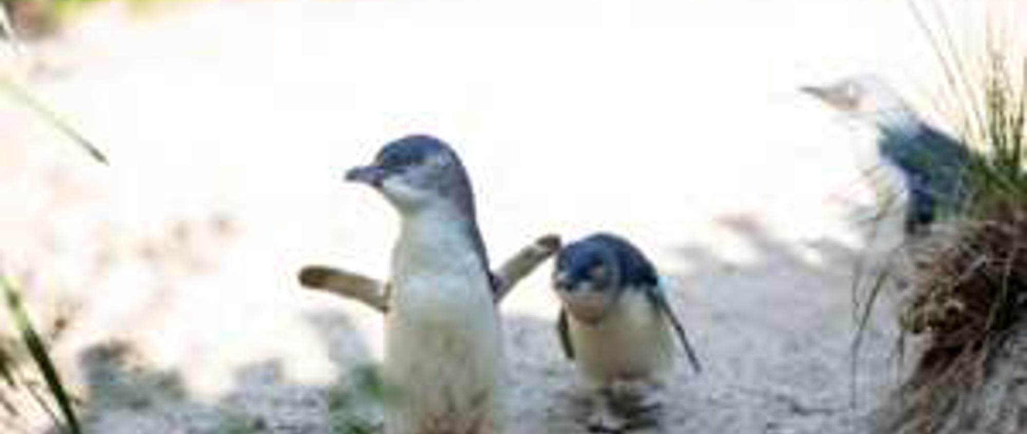 Two Little Penguins strutting across the sand of their exhibit.