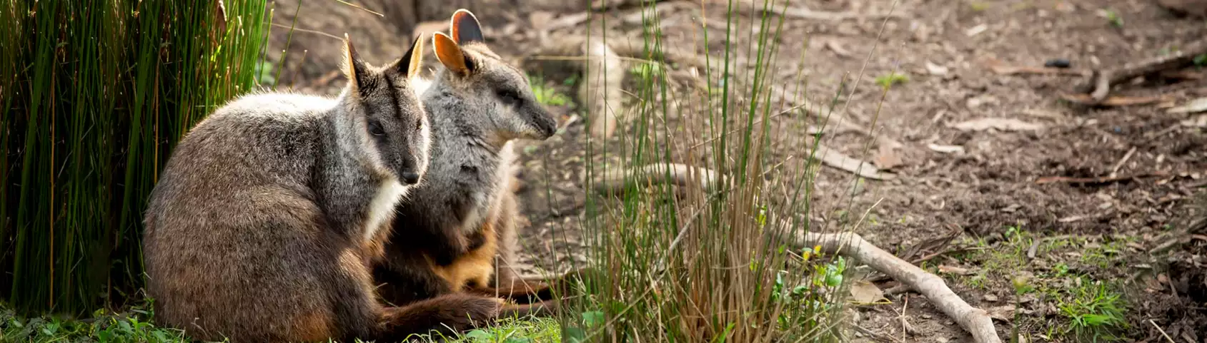 Two Brush-tailed Rock Wallabies sitting together, leaning against a shrub. 