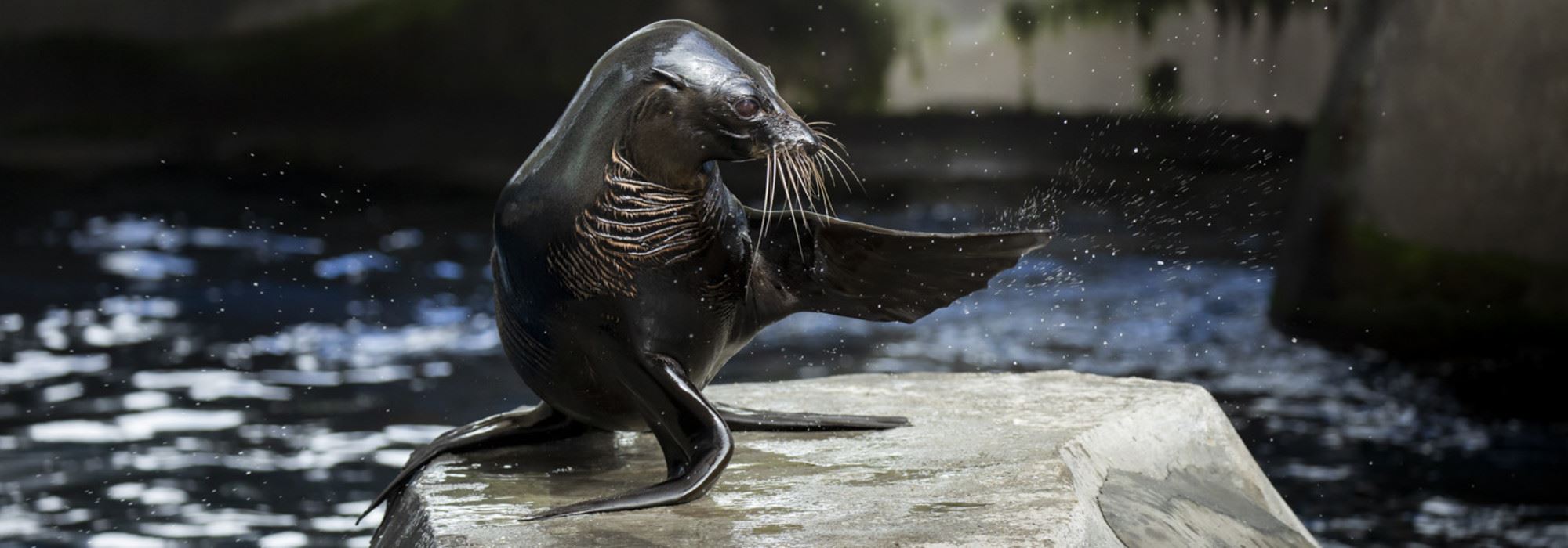Seal waving while on top of a rock in the seal pool.