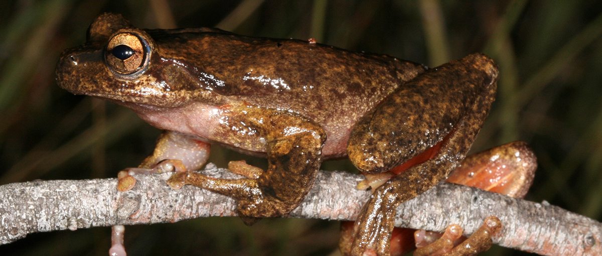 Close up side view of a large Brown Tree Frog gripping a stick. Frog is mottled different shades of brown with golden eyes.