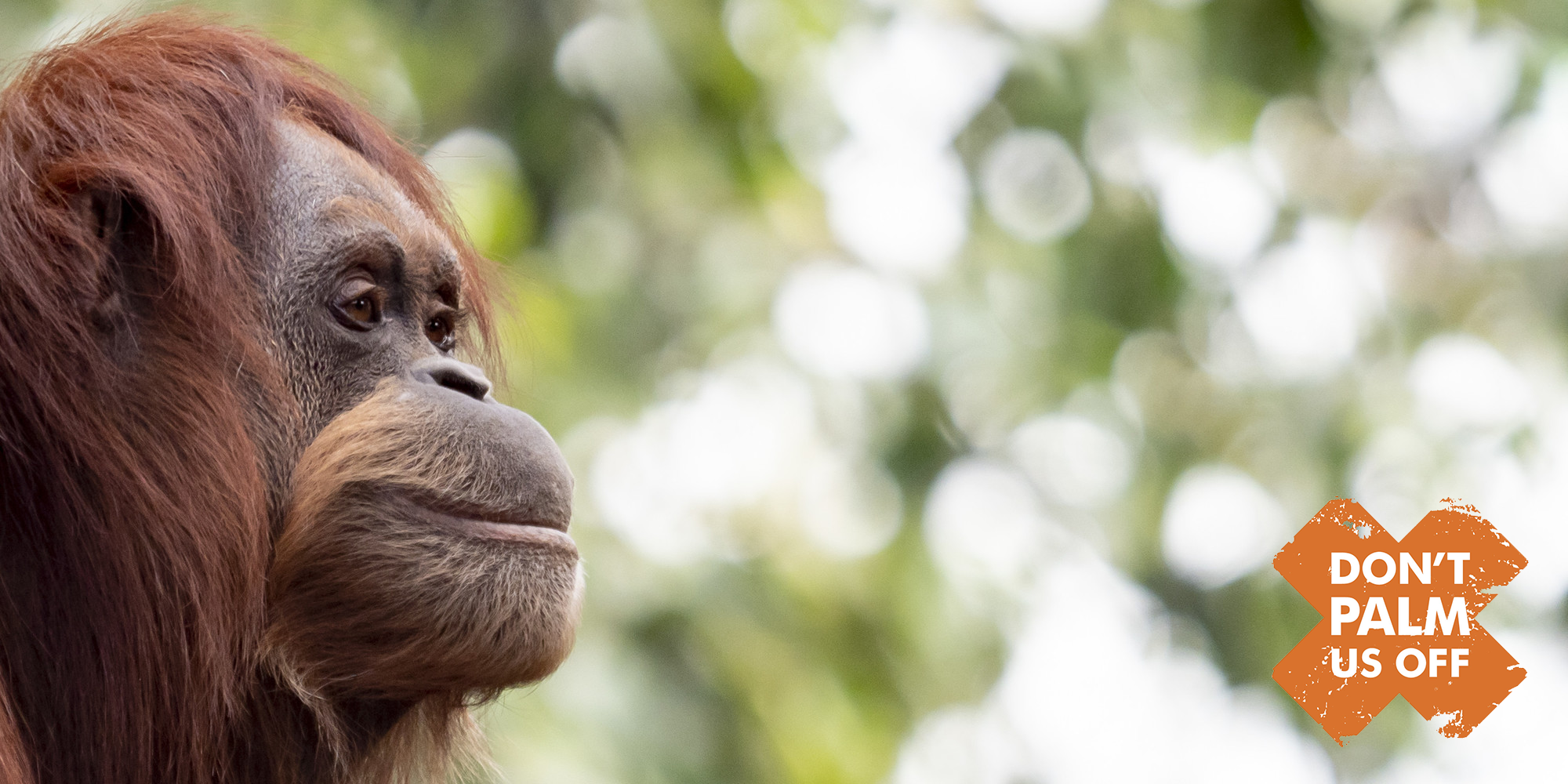 "Don't Palm Us Off": Side profile of a Sumatran Orangutan looking to the right, with the logo on the bottom right of the frame.