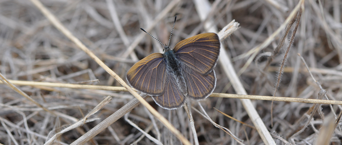 Golden Rayed Blue Butterfly resting with wings spread on dry grass. It is brown with faint iridescent blue suffusion and golden veins.