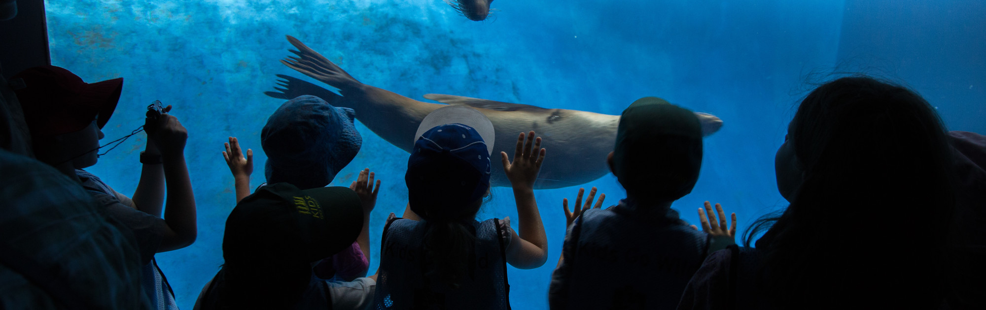 Seven awed young guests watch two Fur Seals swim past in Wild Seas.