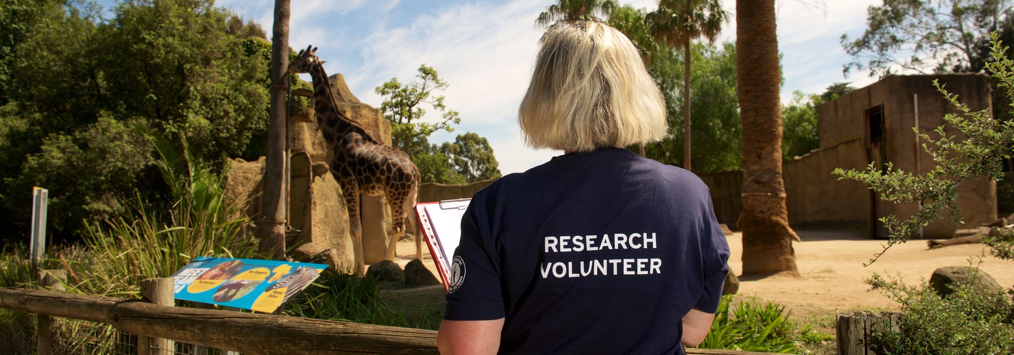 Woman wearing tshirt saying Research Assistant looking at giraffe.