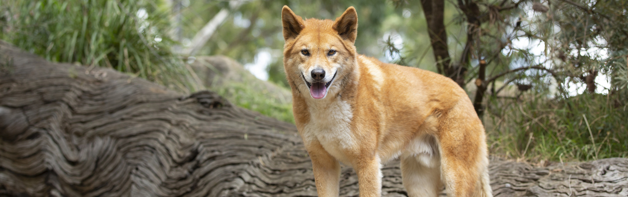 An orange dingo looks towards the camera. Its mouth is open and its ears are up. There is a tree trunk lying on the ground and shrubs behind it. 