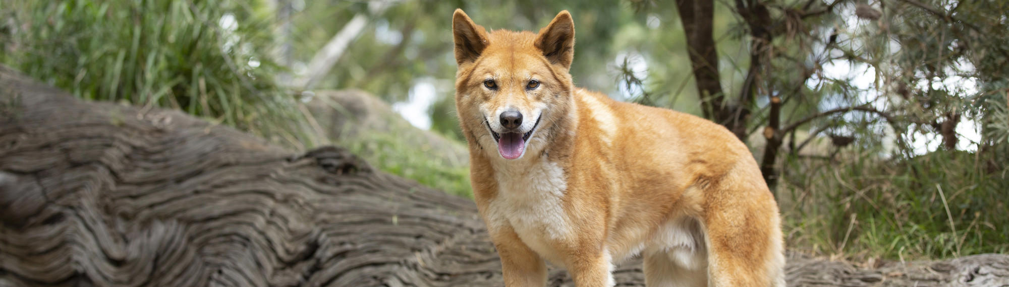 An orange dingo looks towards the camera. Its mouth is open and its ears are up. There is a tree trunk lying on the ground and shrubs behind it.